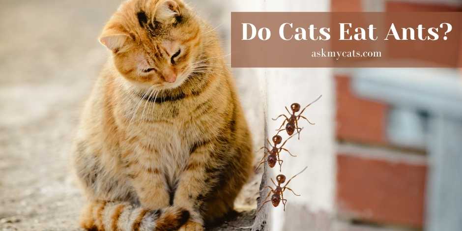 Do Cats Eat Ants