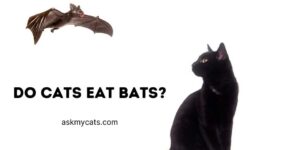 Do Cats Eat Bats? Isn’t That A Weird Thing To Do?