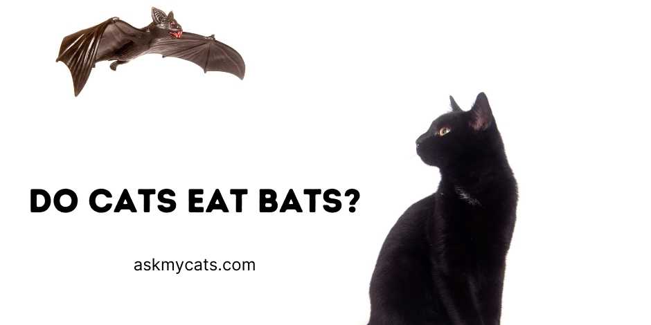 Do Cats Eat Bats