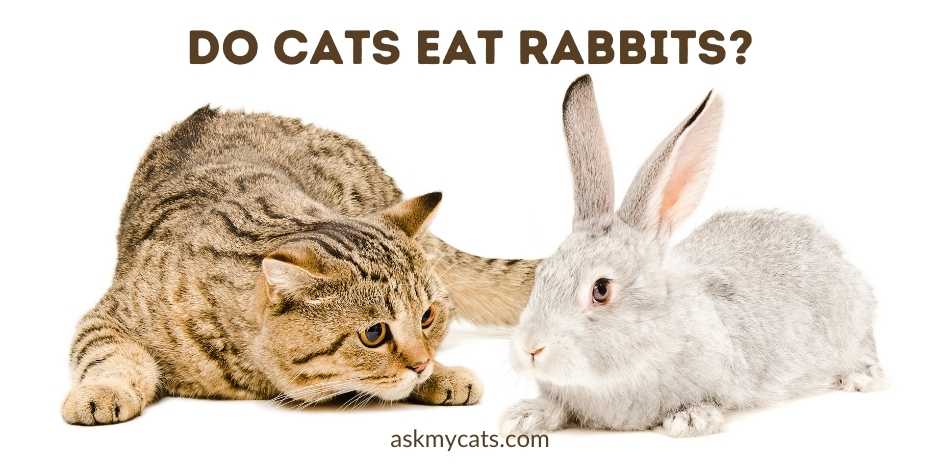 Do Cats Eat Rabbits