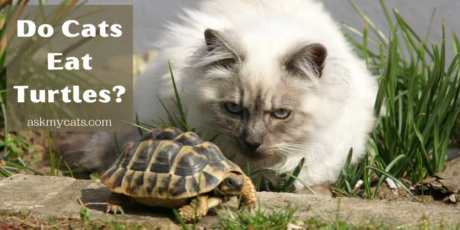 Do Cats Eat Turtles? Here’s Answer To Your Questions!