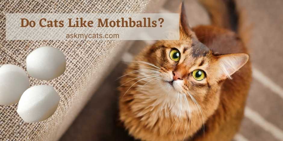 Do Cats Like Mothballs