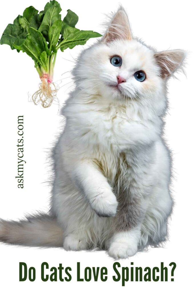 Do Cats Love Spinach?