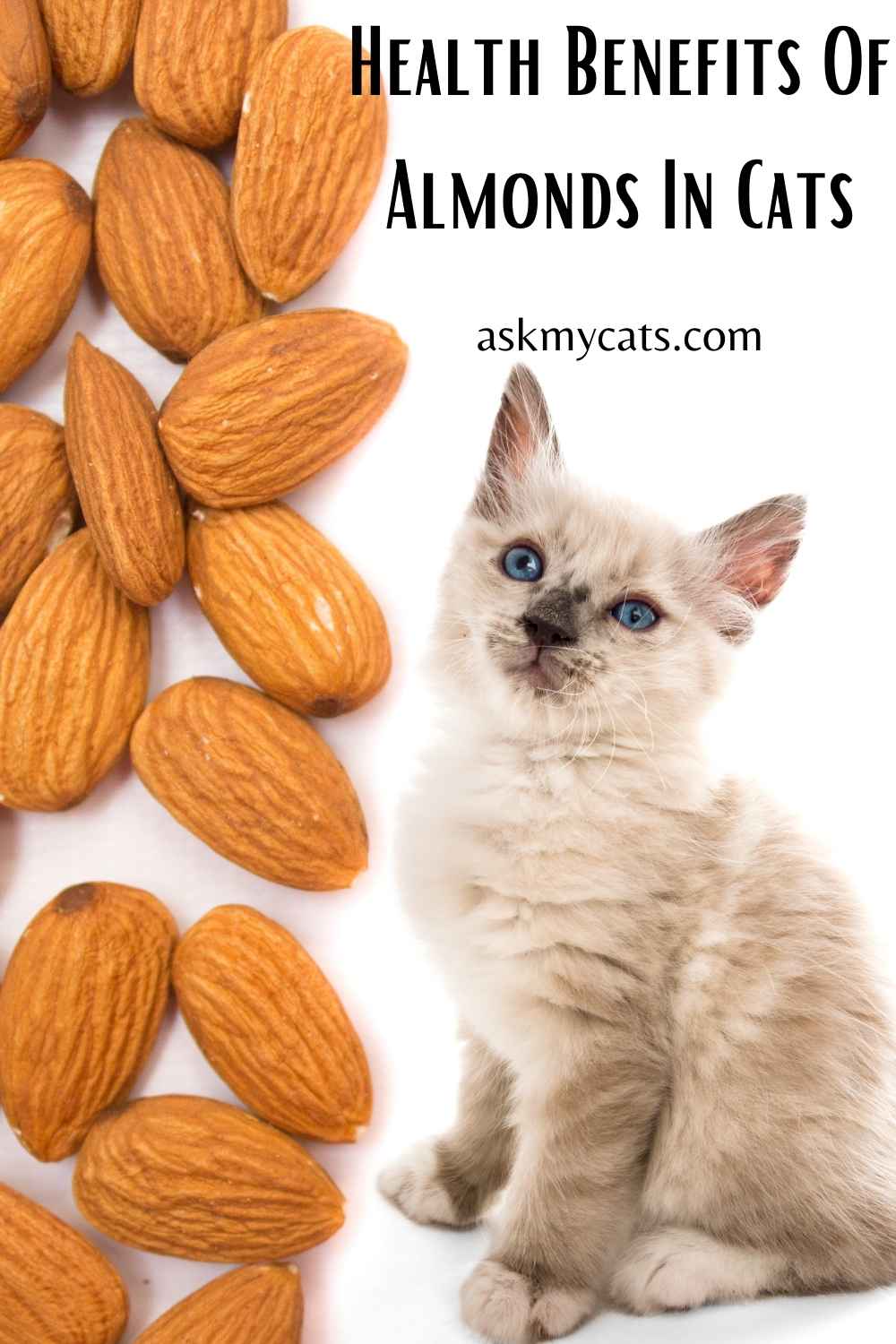Can Cats Eat Almonds? Know All The Important Reasons!