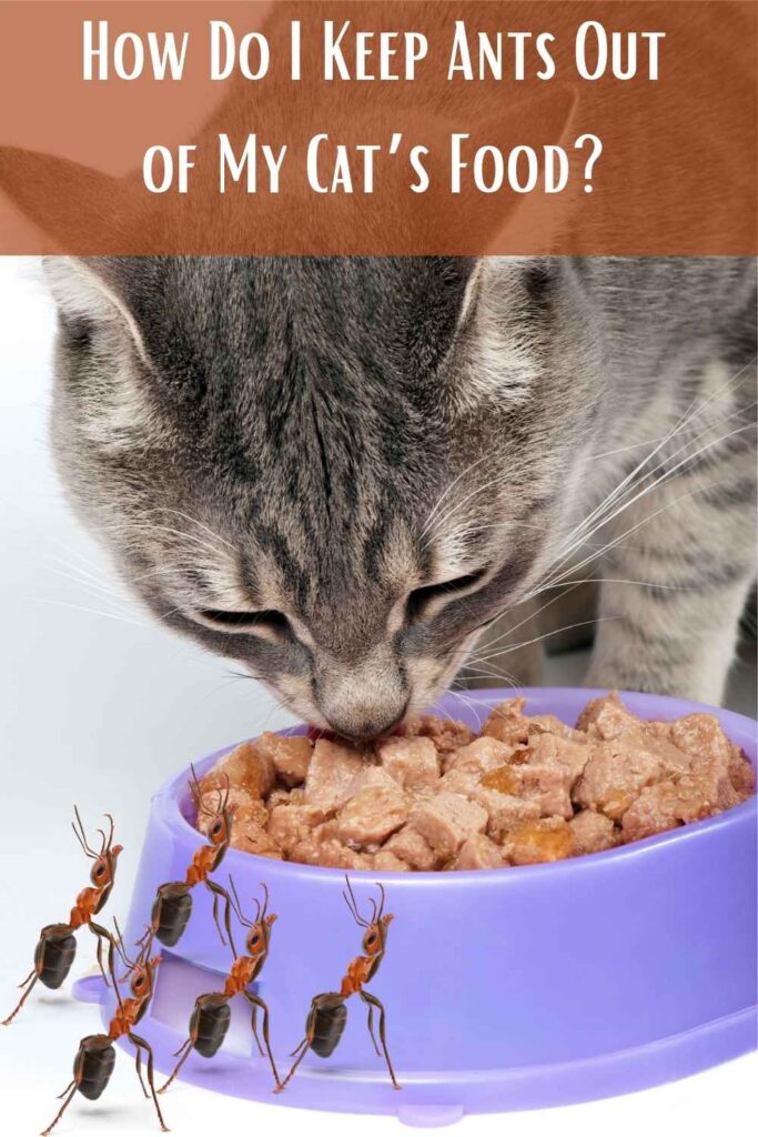 How Do I Keep Ants Out of My Cat’s Food?