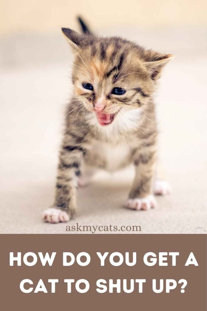 How Do You Get A Cat To Shut Up?