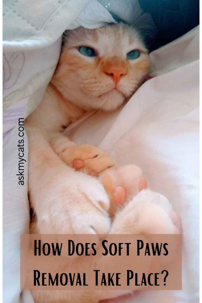 How Does Soft Paws Removal Take Place?