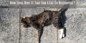 How Long Does It Take For A Cat To Decompose?