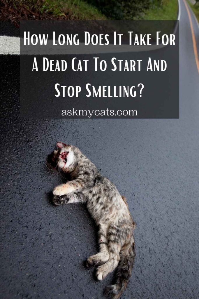 How Long Does It Take For A Dead Cat To Start And Stop Smelling?