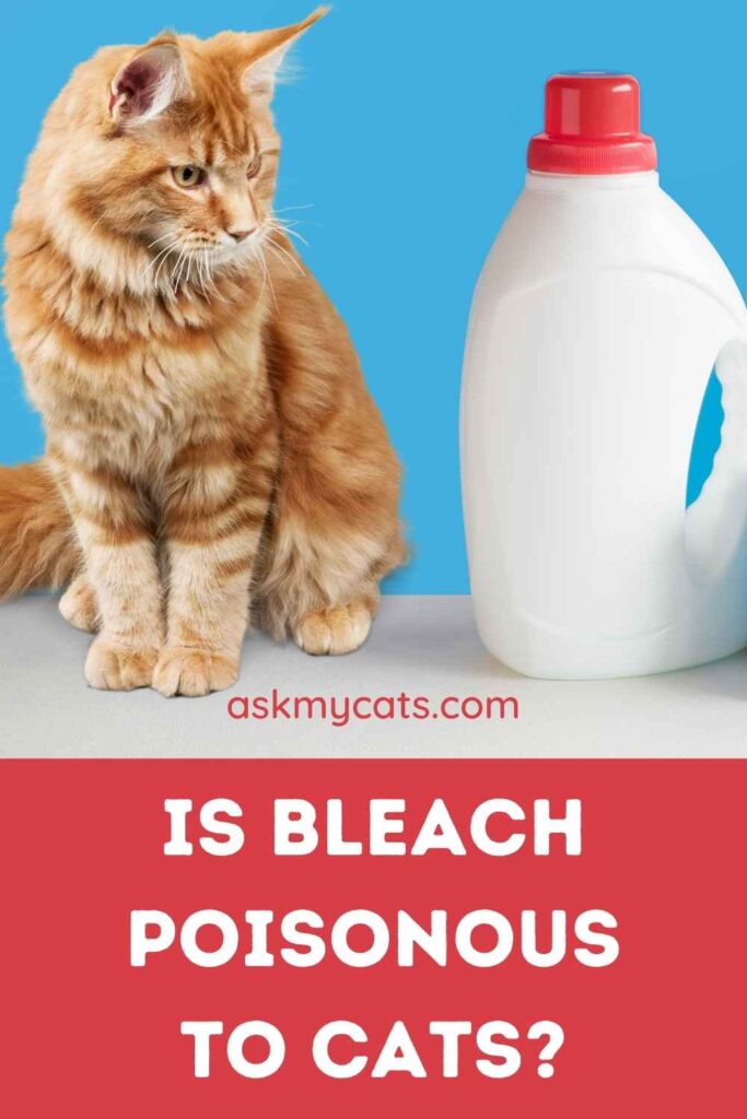 Why Do Cats Like Bleach? What Attracts Them?