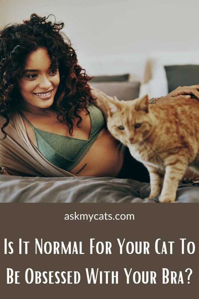 Is It Normal For Your Cat To Be Obsessed With Your Bra?