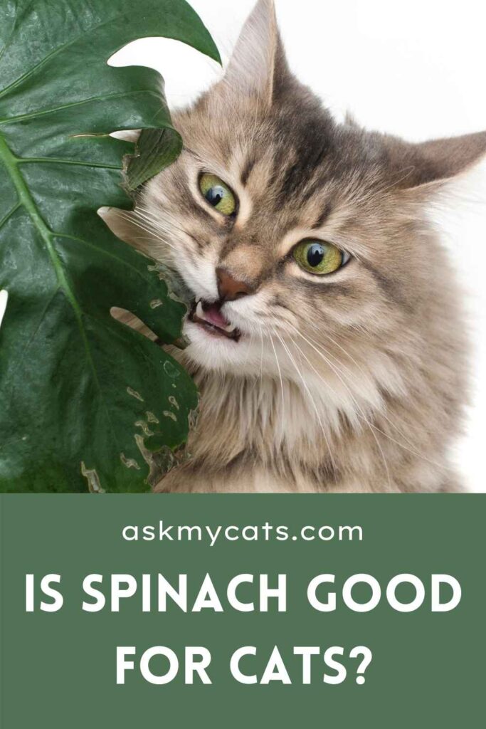 Is Spinach Good For Cats?