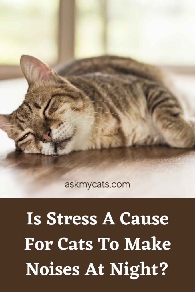 Is Stress A Cause For Cats To Make Noises At Night?