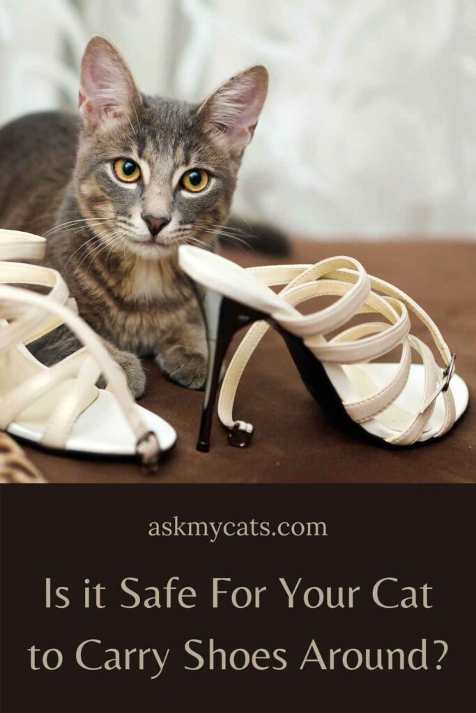 Is it Safe For Your Cat to Carry Shoes Around?