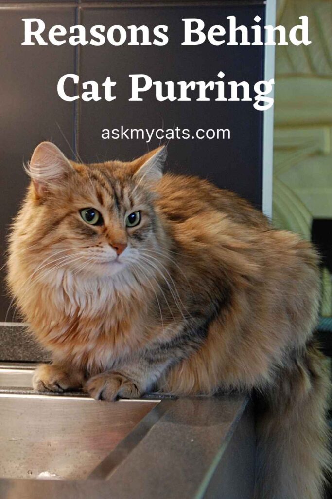 Reasons Behind Cat Purring