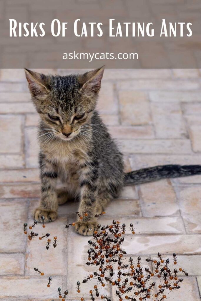 Risks Of Cats Eating Ants