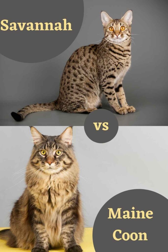 Savannah Cat Vs Maine Coon