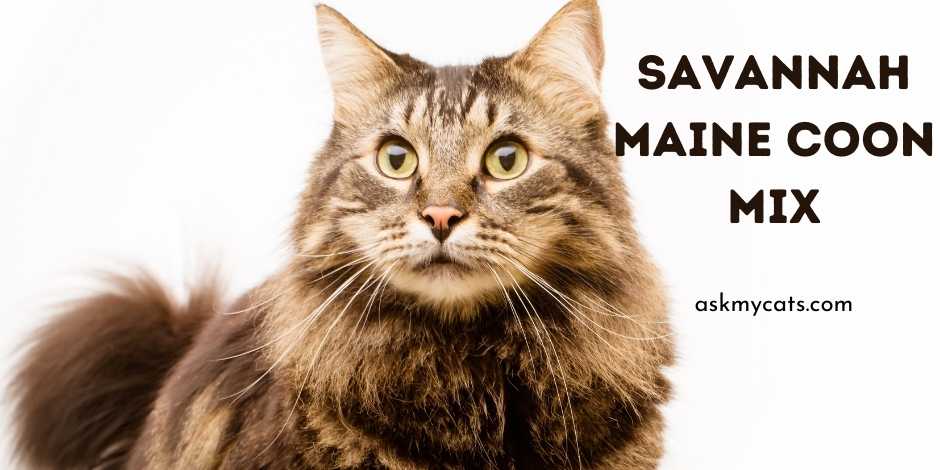 Savannah Maine-Coon Mix! What Do You Need To Know?