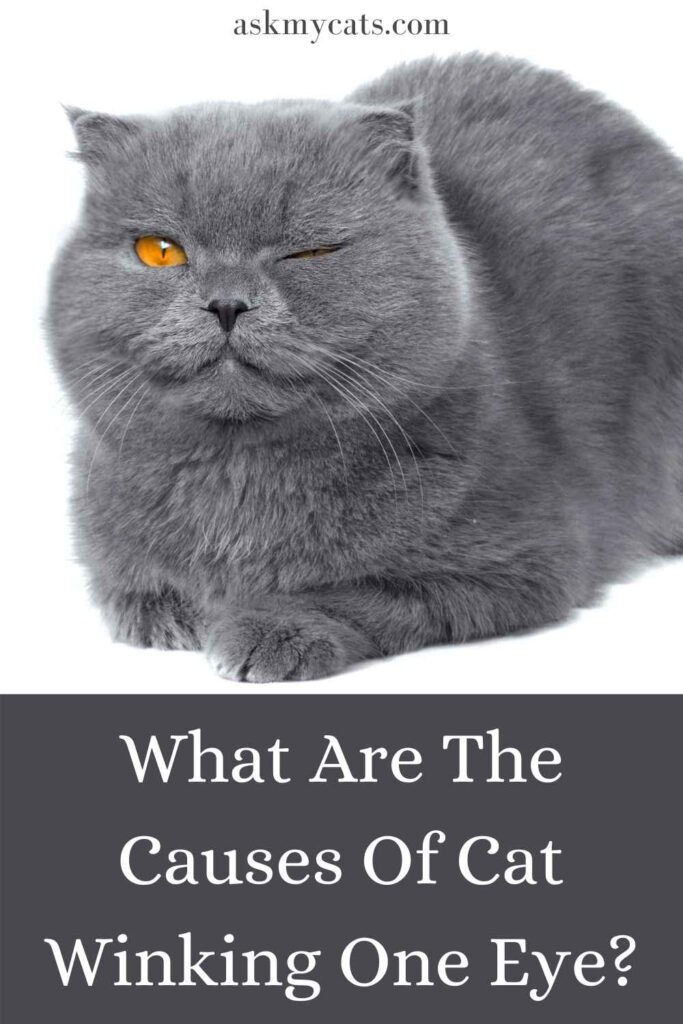 What Are The Causes Of Cat Winking One Eye?