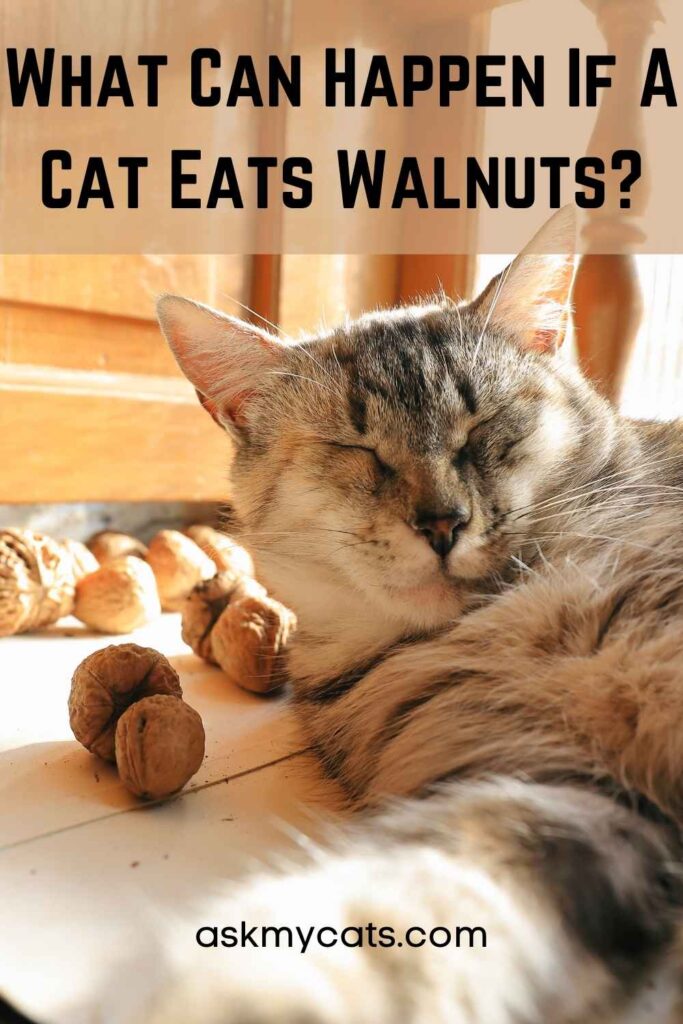 What Can Happen If A Cat Eats Walnuts?