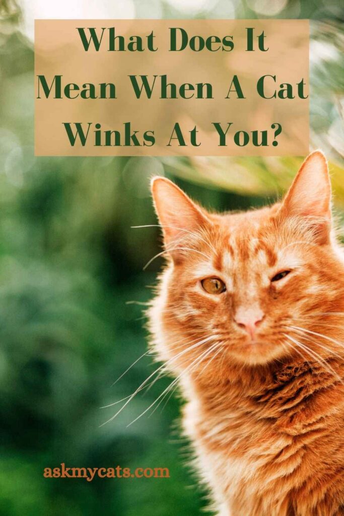 What Does It Mean When A Cat Winks At You?