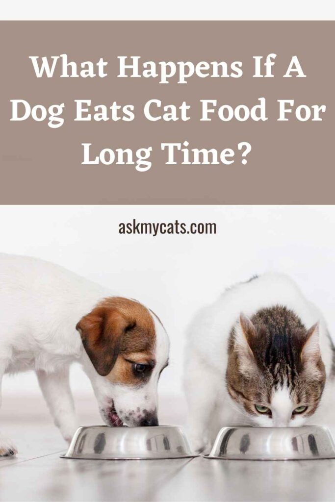 What Happens If A Dog Eats Cat Food For Long Time