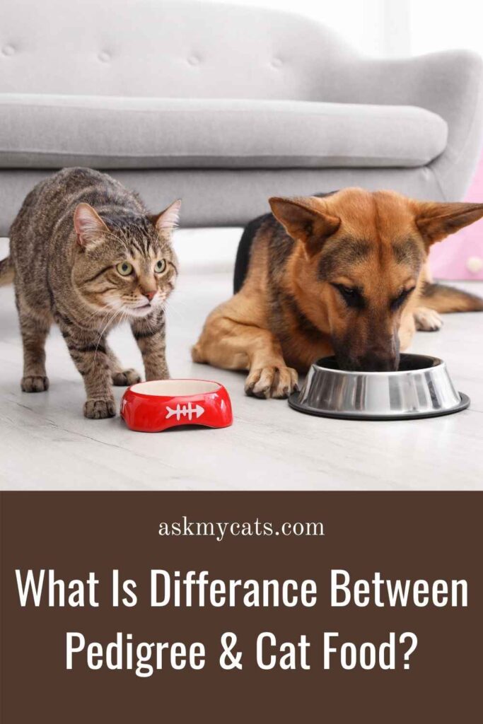 Can cats eat shop pedigree dog food