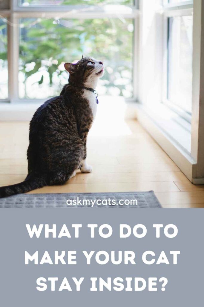 What To Do To Make Your Cat Stay Inside?