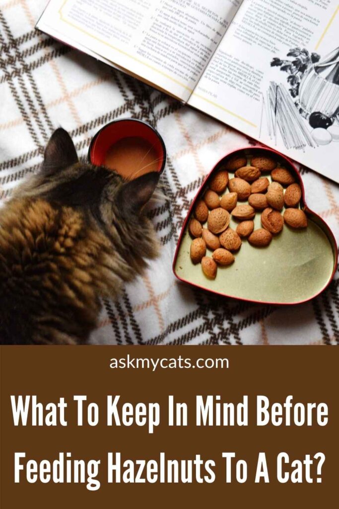 What To Keep In Mind Before Feeding Hazelnuts To A Cat?