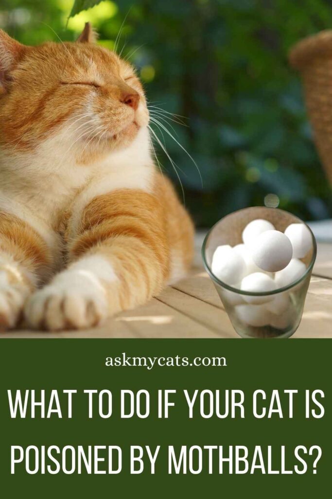 What to Do if Your Cat is Poisoned by Mothballs?