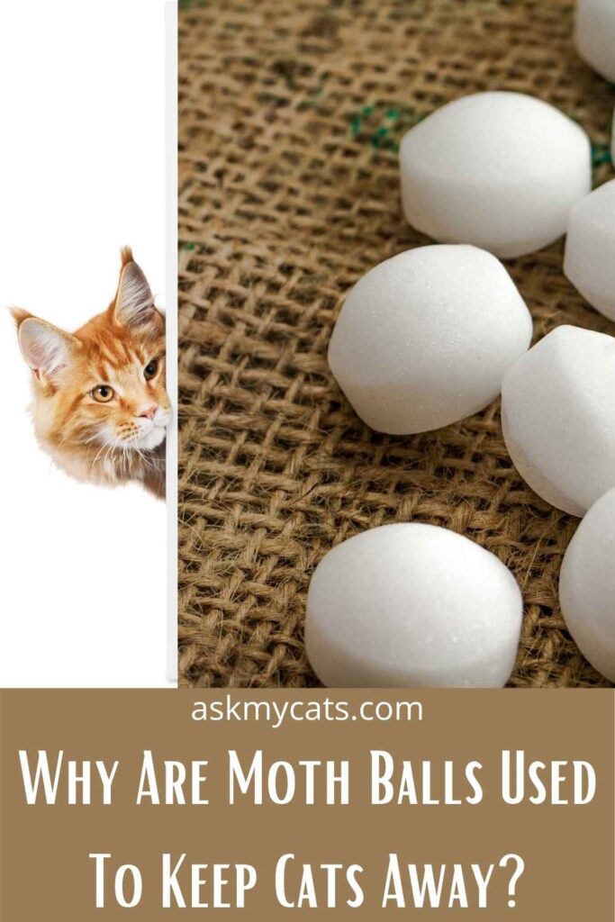 Why Are Moth Balls Used To Keep Cats Away?