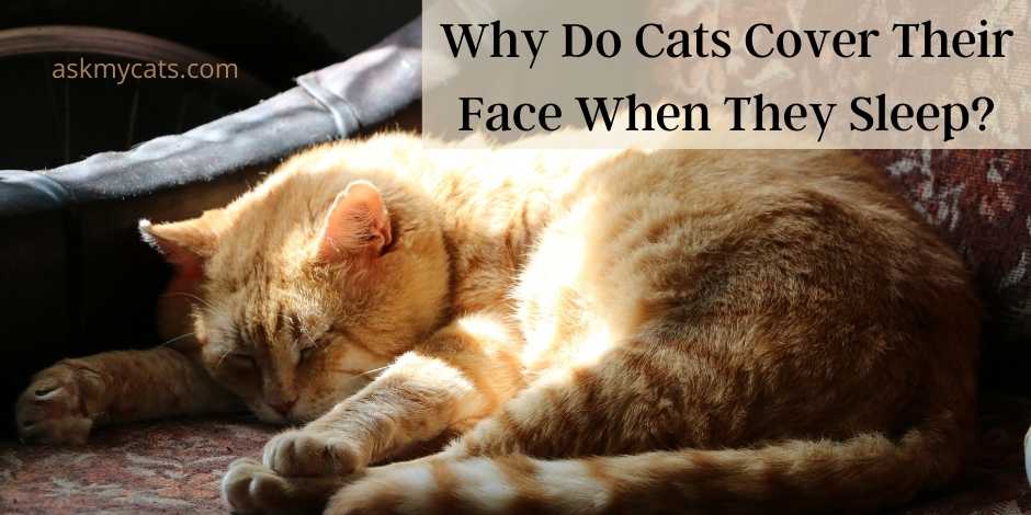 Why Do Cats Cover Their Face When They Sleep? Why Do They Do So?