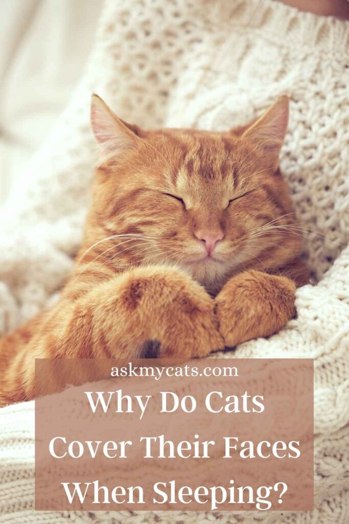 Why Do Cats Cover Their Faces When Sleeping?