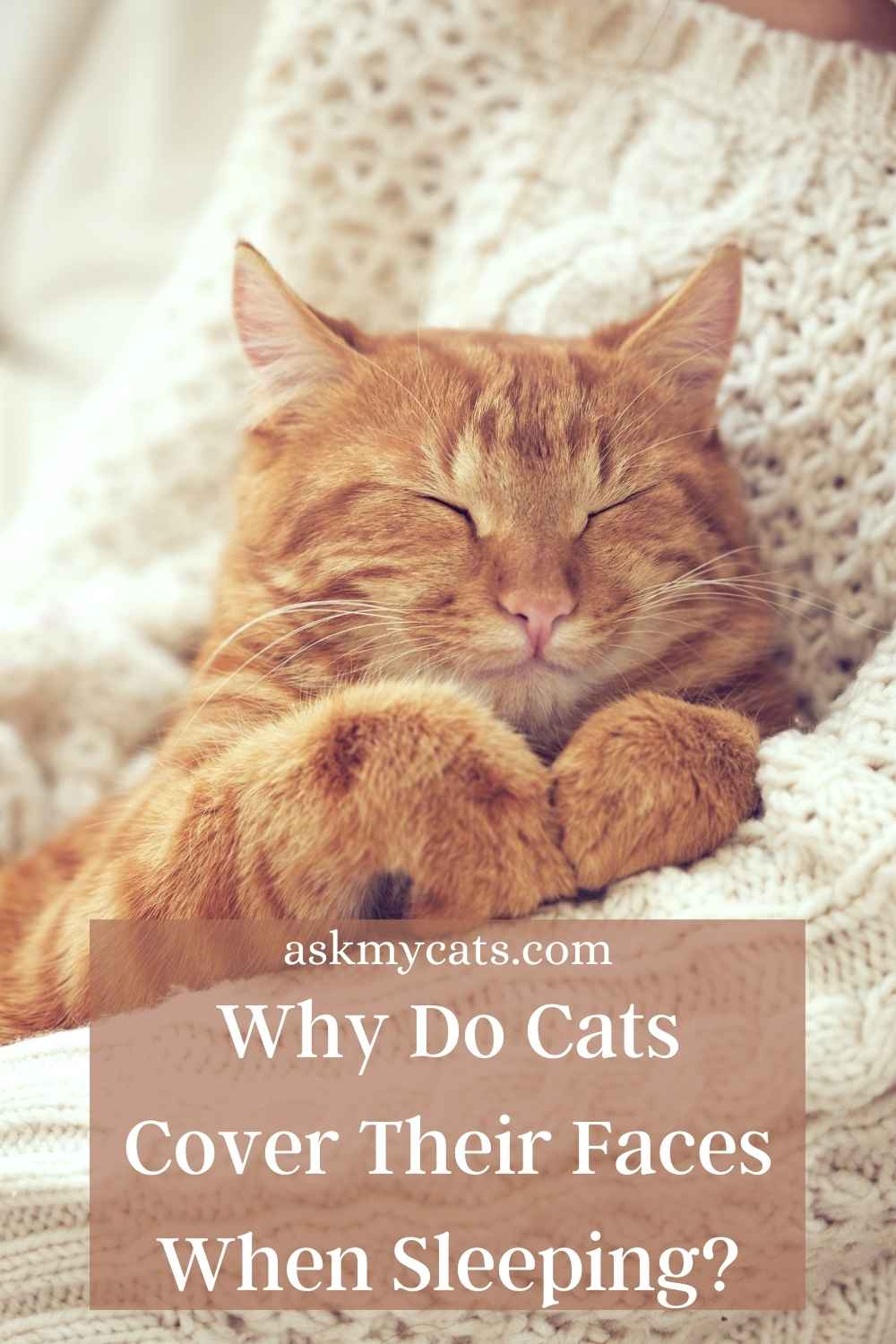 Why Do Cats Cover Their Face When They Sleep? Why Do They Do So?