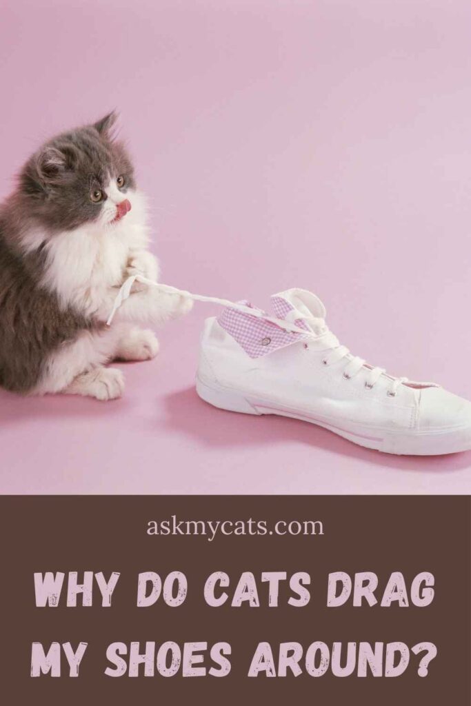 Why Do Cats Drag My Shoes Around?