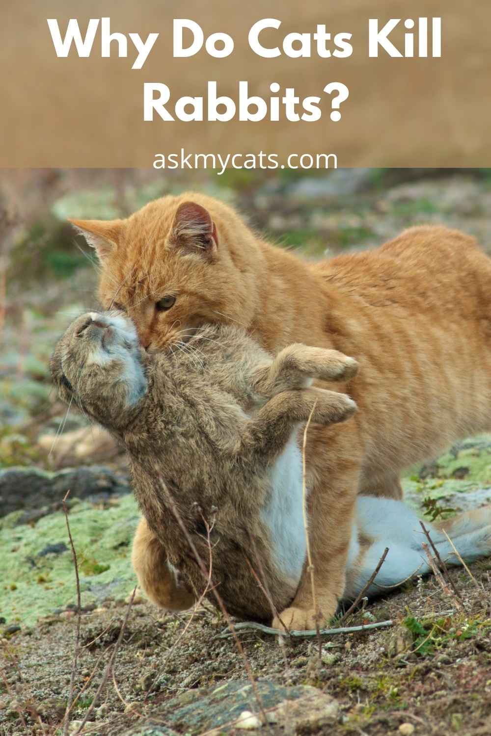 Do Cats Eat Rabbits? What Makes Them Do So?