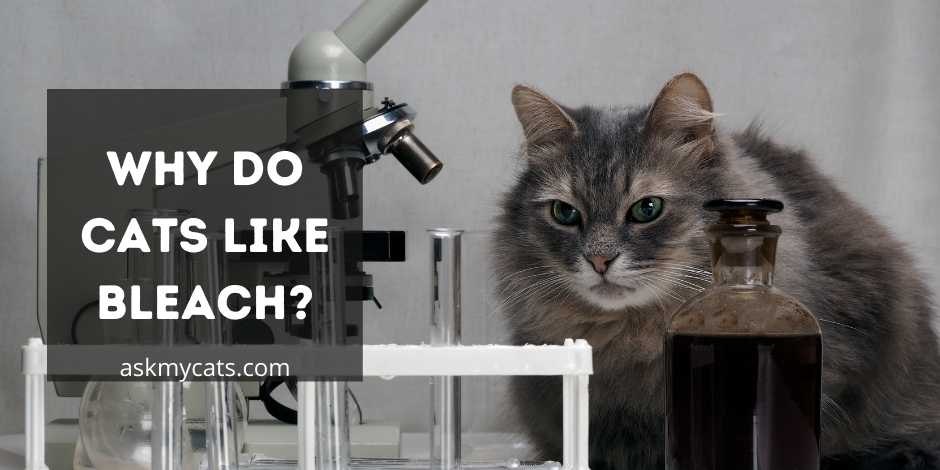 Why Do Cats Like Bleach? What Attracts Them?