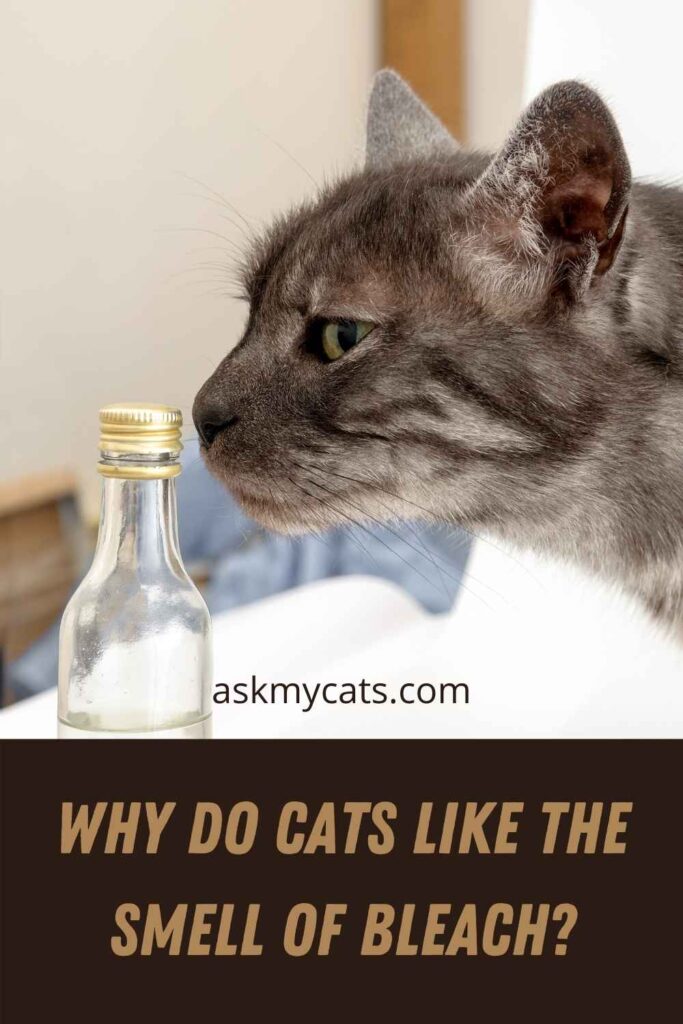 Why Do Cats Like The Smell of Bleach?