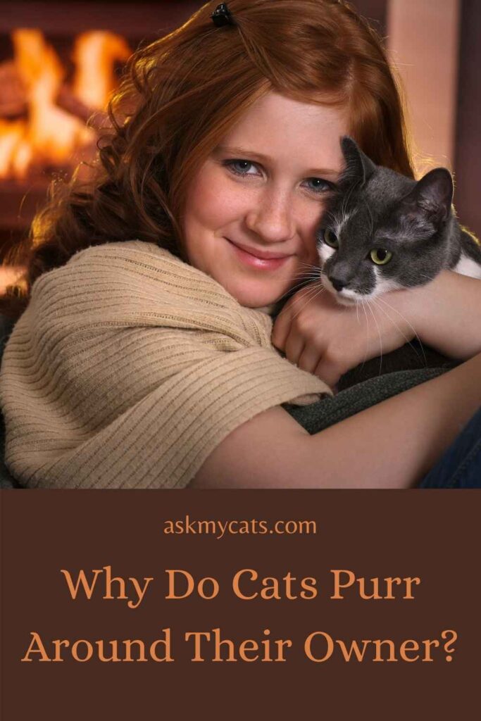 Why Do Cats Purr Around Their Owner?