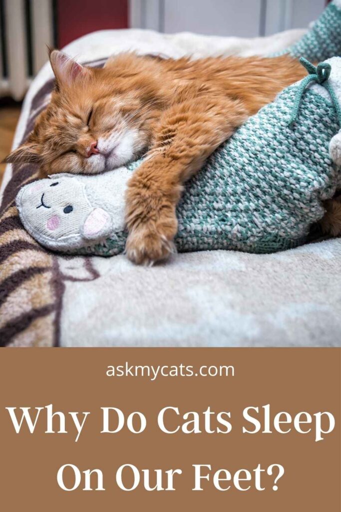 Why Do Cats Sleep On Our Feet?