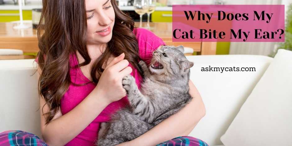 Why Does My Cat Bite My Ear Go Through These Crazy Reasons