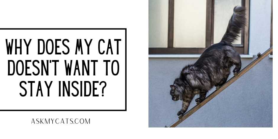 Why Does My Cat Doesn’t Want To Stay Inside?