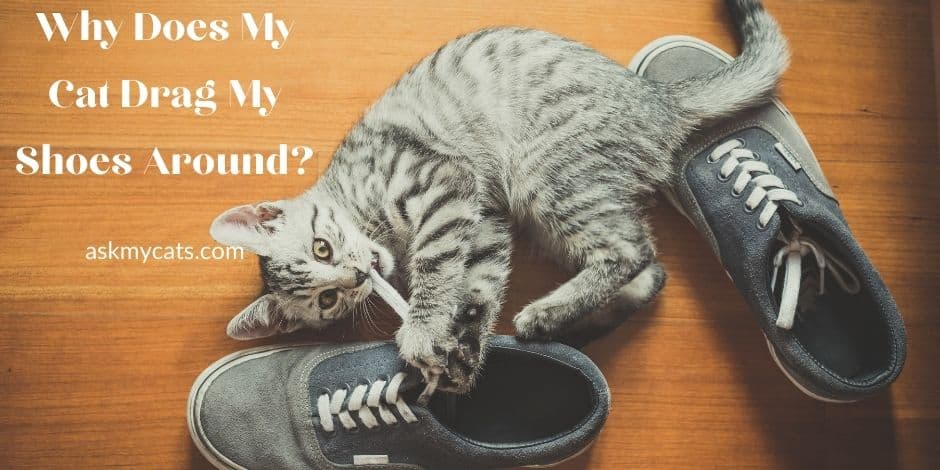 Why Does My Cat Drag My Shoes Around? Here Are The Mind-boggling Reasons!