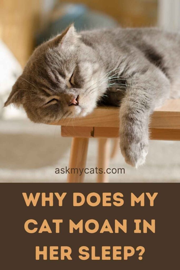 Why Does My Cat Moan In Her Sleep?