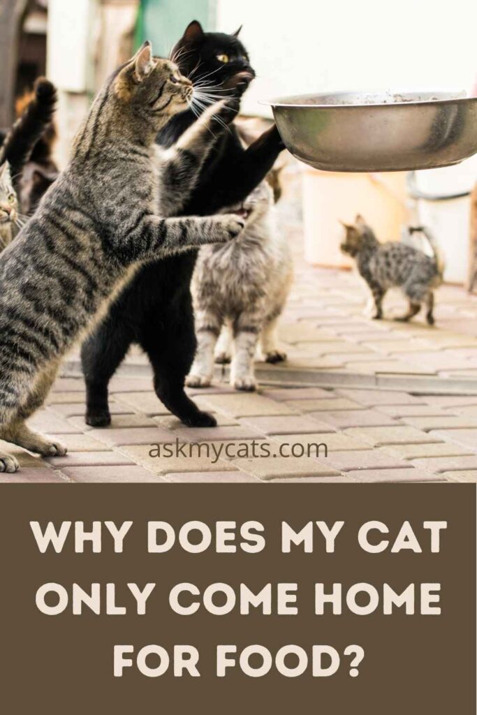 Why Does My Cat Only Come Home For Food?