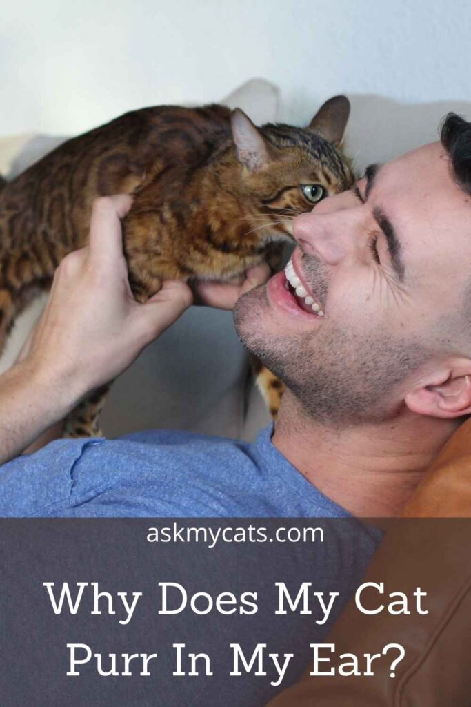 Why Does My Cat Purr In My Ear?