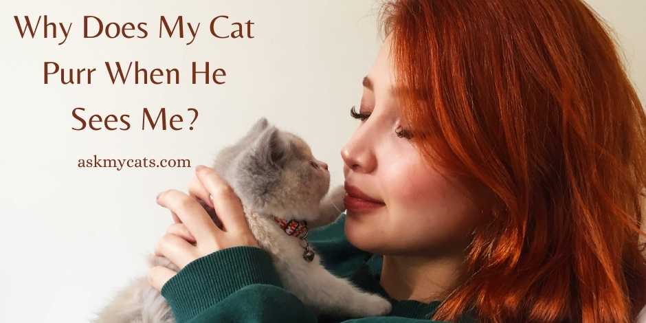 Why Does My Cat Purr When He Sees Me? (Explained)