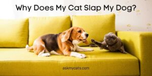 Why Does My Cat Slap My Dog? Why Are They Attacking Them?
