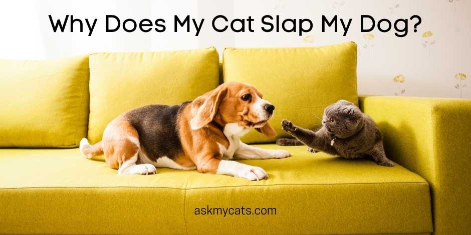 Why Does My Cat Slap My Dog