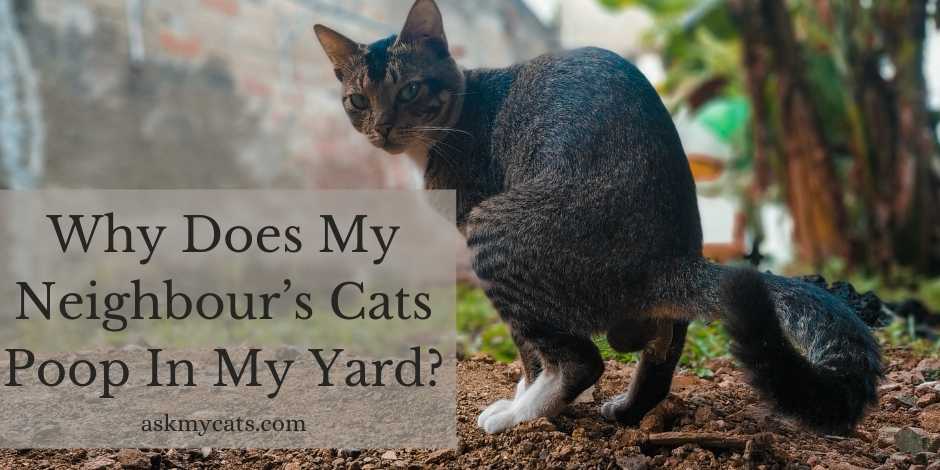 Stray cats pooping in hot sale yard